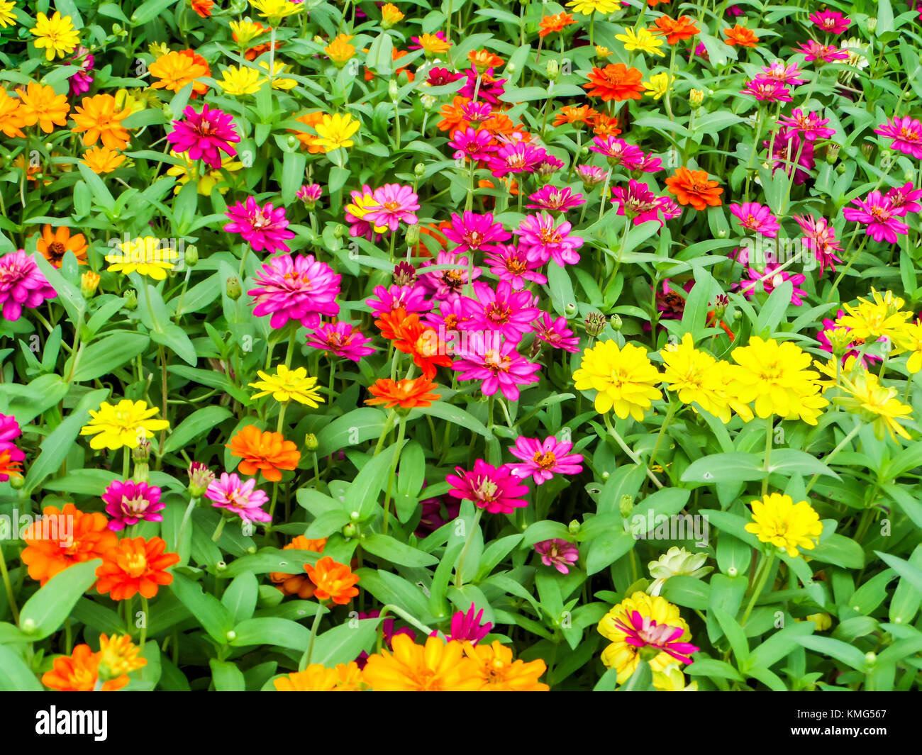 The zinnia flower is one of the easiest flowers to grow in the garden