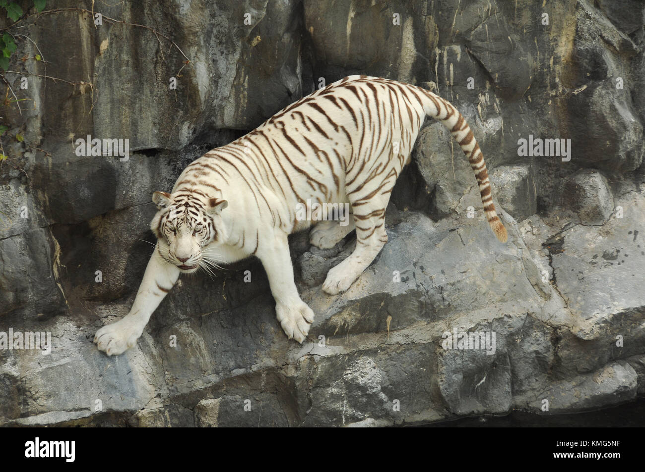 A general view of atmosphere of a white tiger in December 2016 Buenos ...