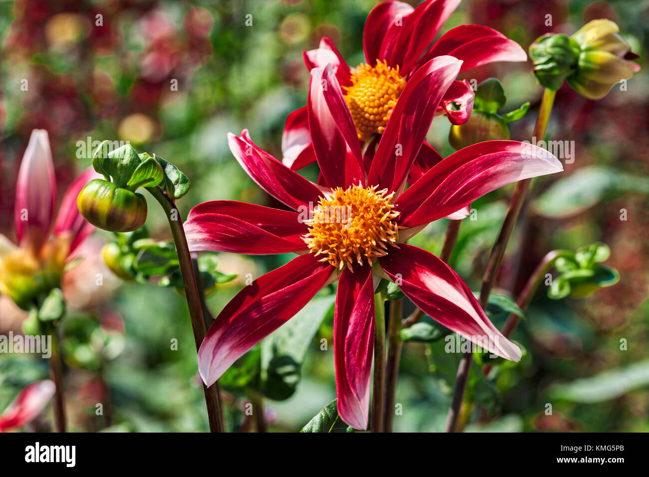 Close -up of pink star dahlia flowers Stock Photo