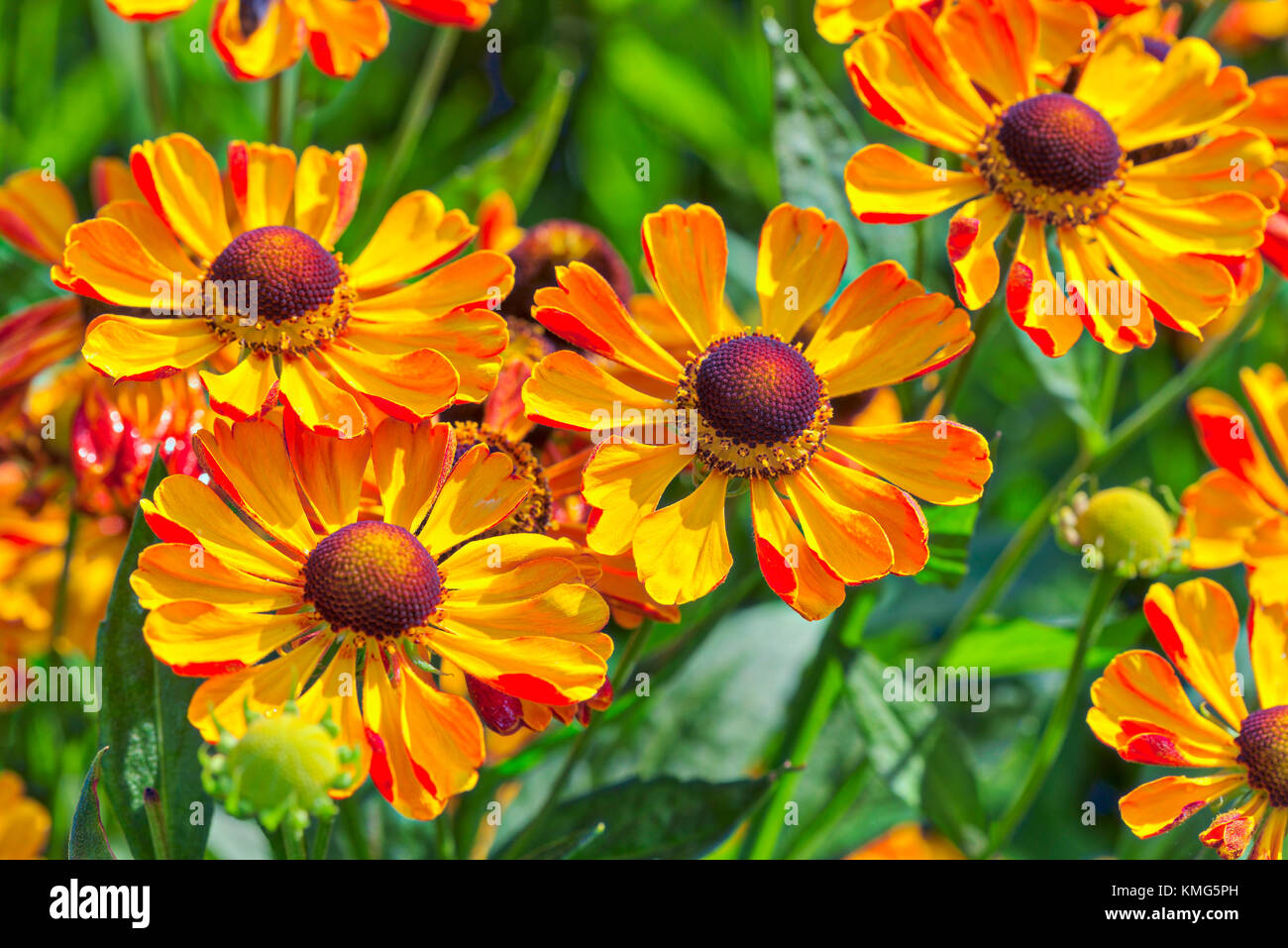 Close-up of orange summer helenium flowers growing  in park Stock Photo