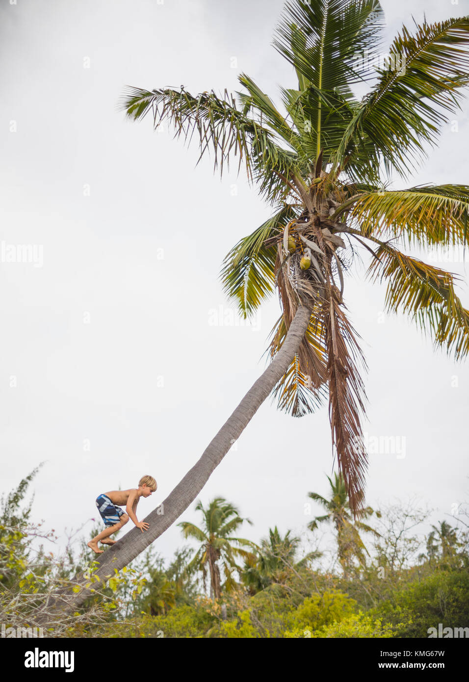 Boy climbing up a coconut tree Stock Photo Alamy