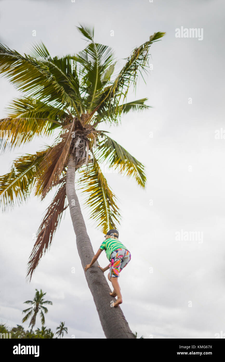 Girl climbing up a coconut tree Stock Photo