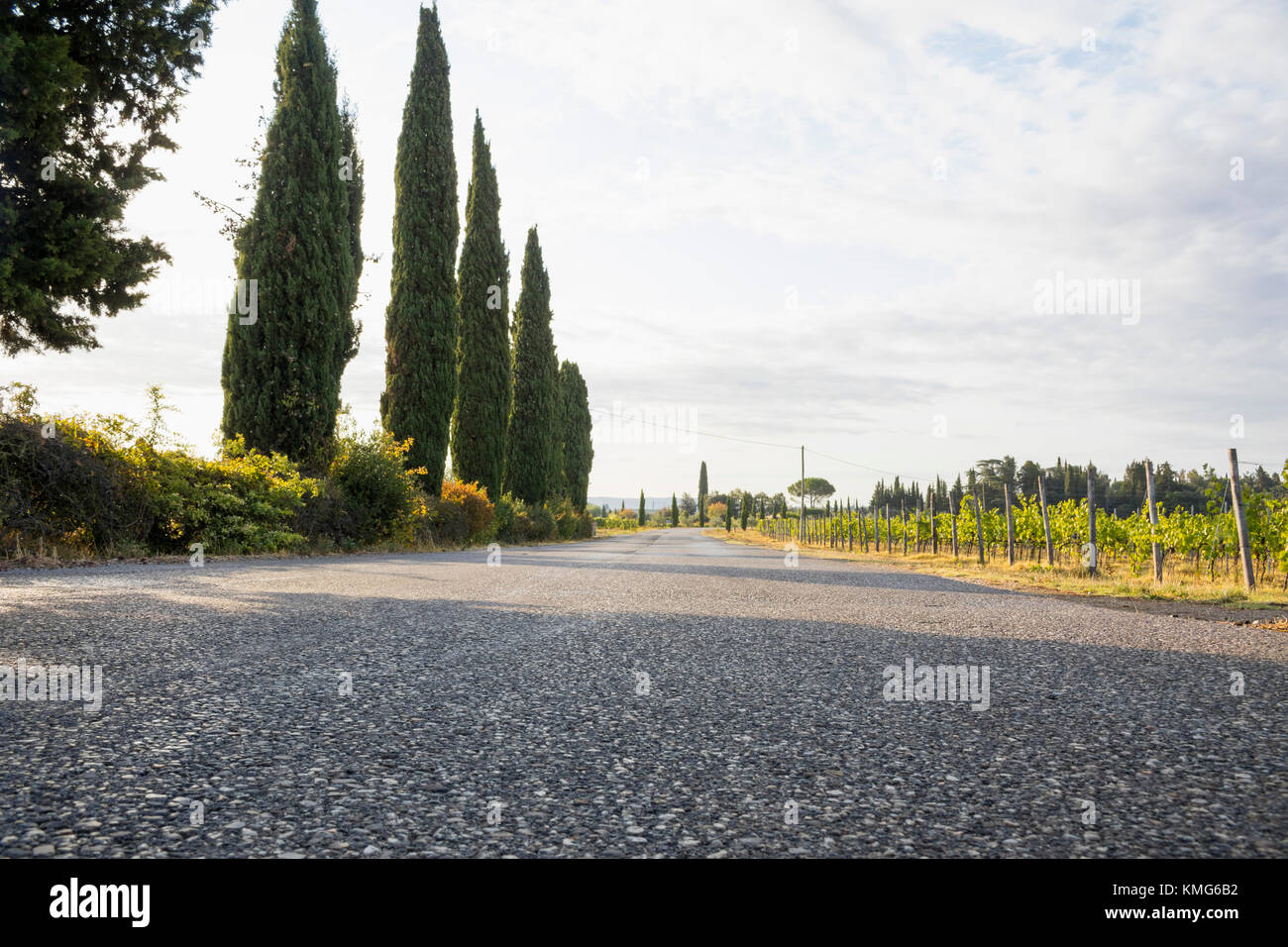Row of cypress trees on a road in Tuscany, Italy Stock Photo