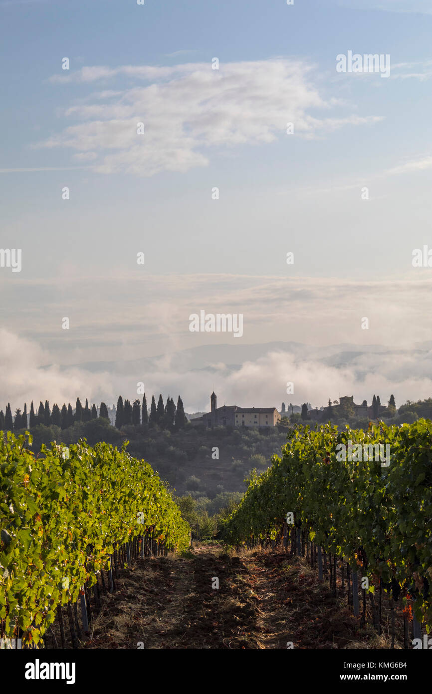 Scenic View of vineyards landscape in Tuscany, Italy Stock Photo