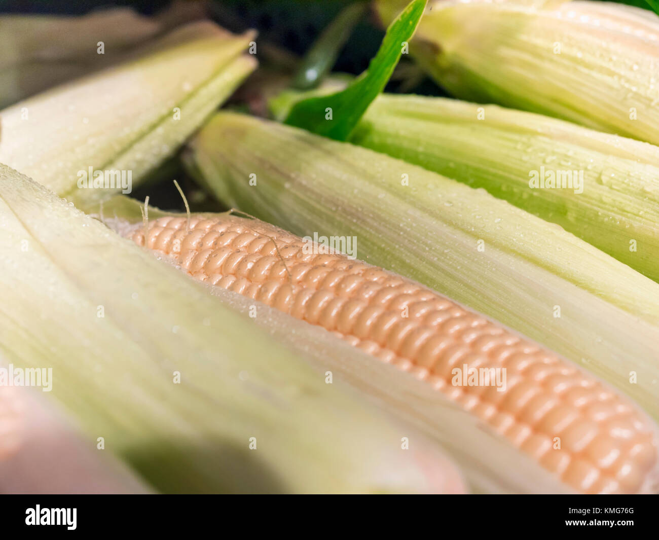 Close-up of fresh corn Stock Photo - Alamy