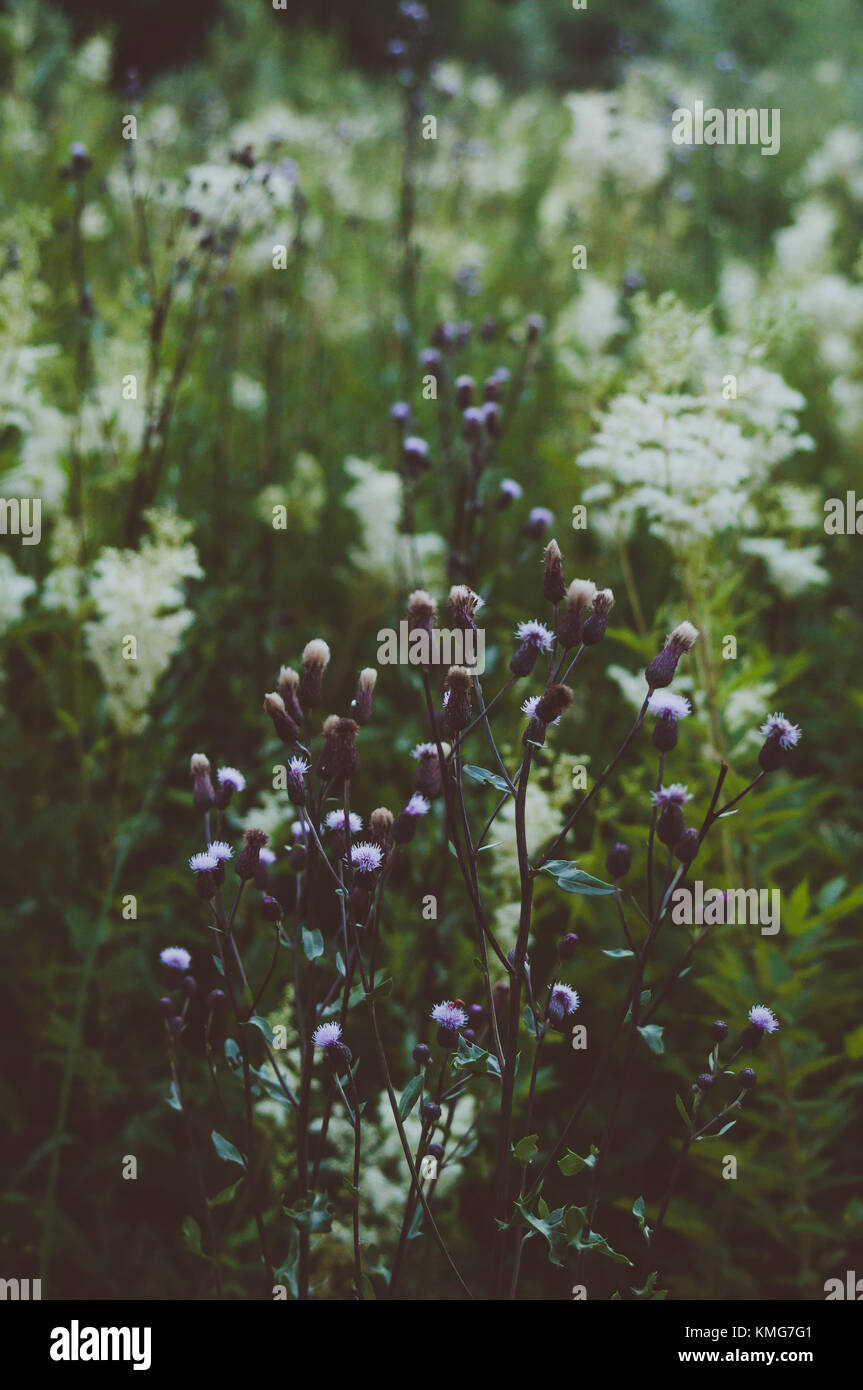 Dreamy meadow plants. Colorful flowers. Stock Photo