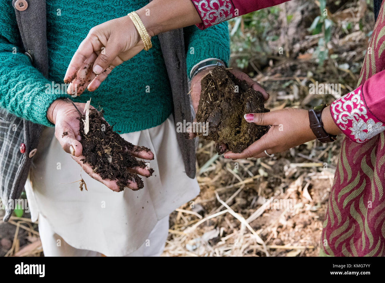 A man and a woman showing the formation of compost from cow dung which is used in organic farming. It contributes to sustainable development. Stock Photo