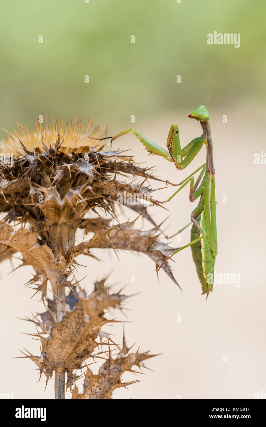 Mittelmeer Gottesanbeterin, Iris oratoria, Mediterranean mantis Stock Photo