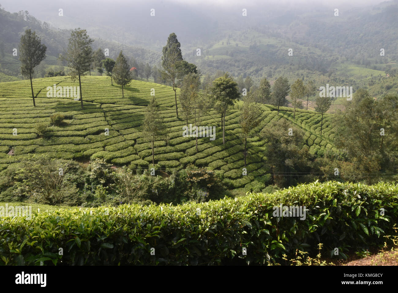 Tea Gardens in South India State Kerala Stock Photo