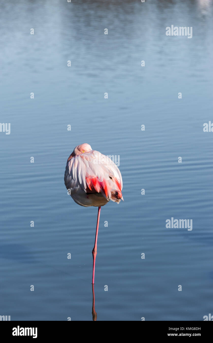 PONT DE GAU, CAMARGUE, FLAMANTS ROSES, BDR FRANCE 13 Stock Photo