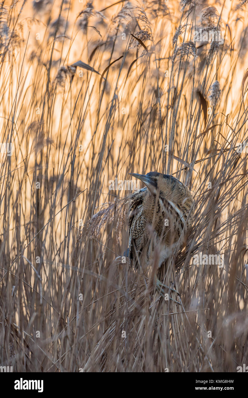 Rohrdommel, Botaurus stellaris, European Bittern Stock Photo - Alamy