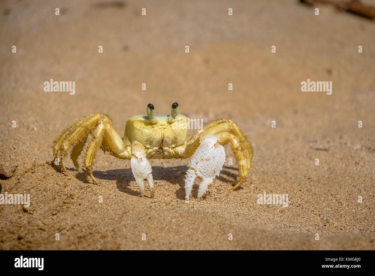 Yellow Crab High Resolution Stock Photography and Images - Alamy
