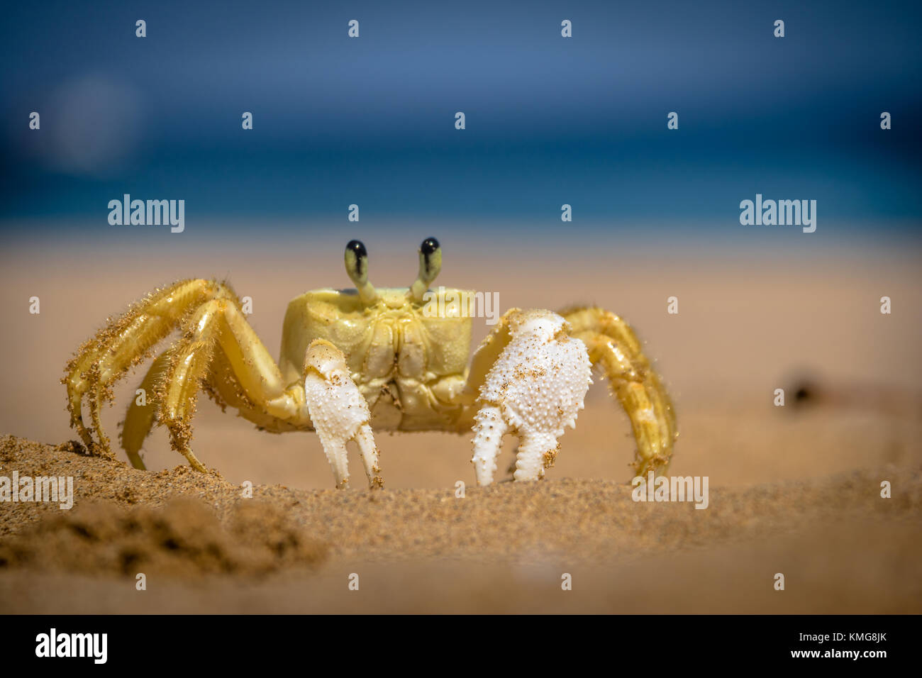 Yellow Crab (Johngarthia lagostoma or Gecarcinus lagostoma) at Praia do
