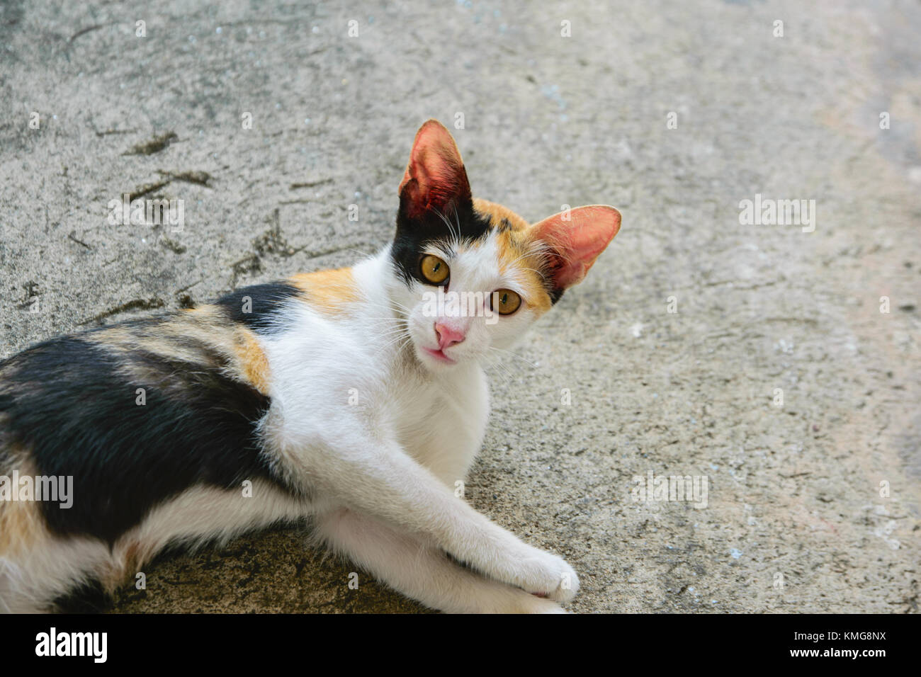 Cat thai with various postures Stock Photo - Alamy