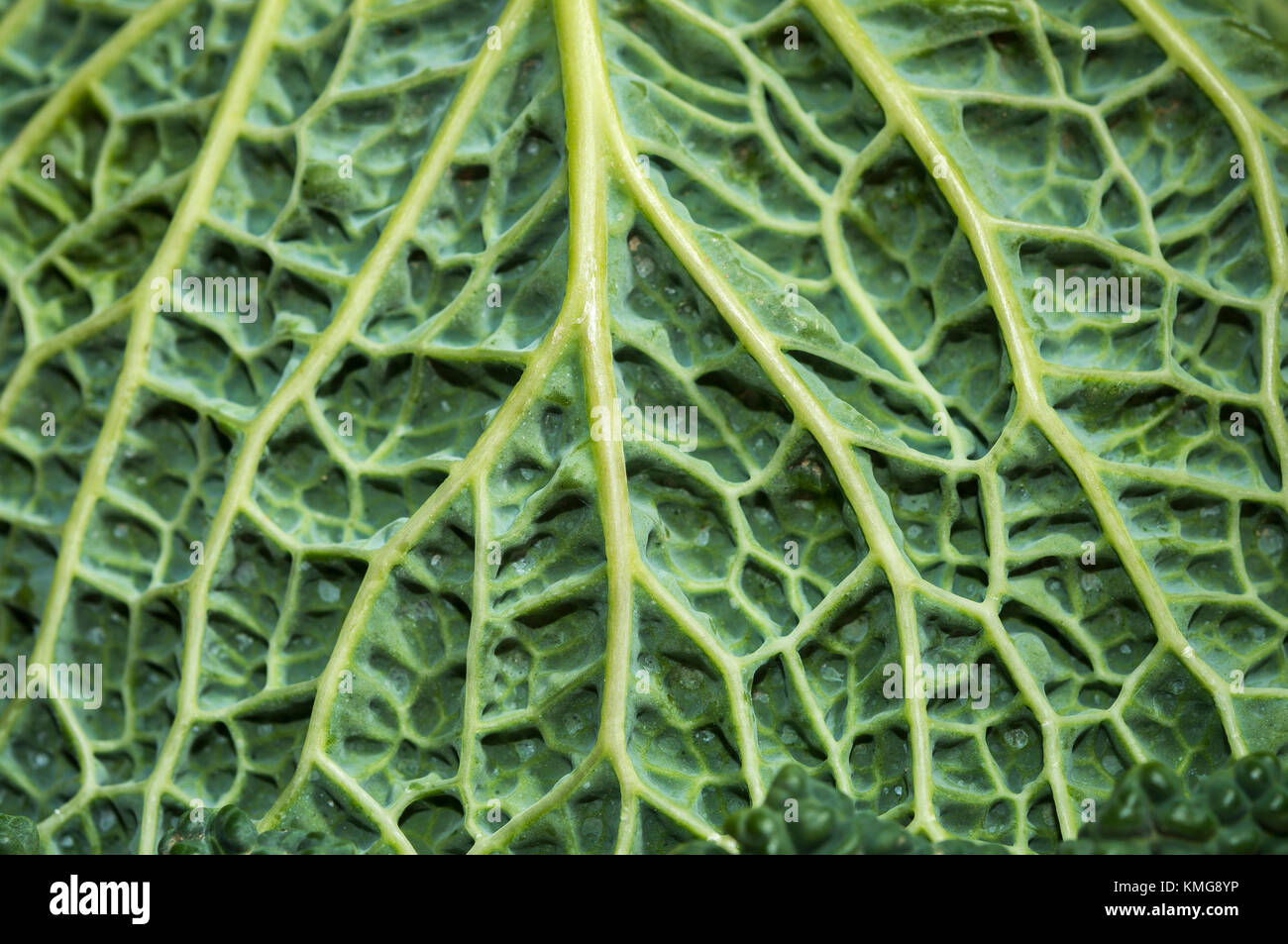 CHOU FRISE / CHOU VERT Stock Photo - Alamy