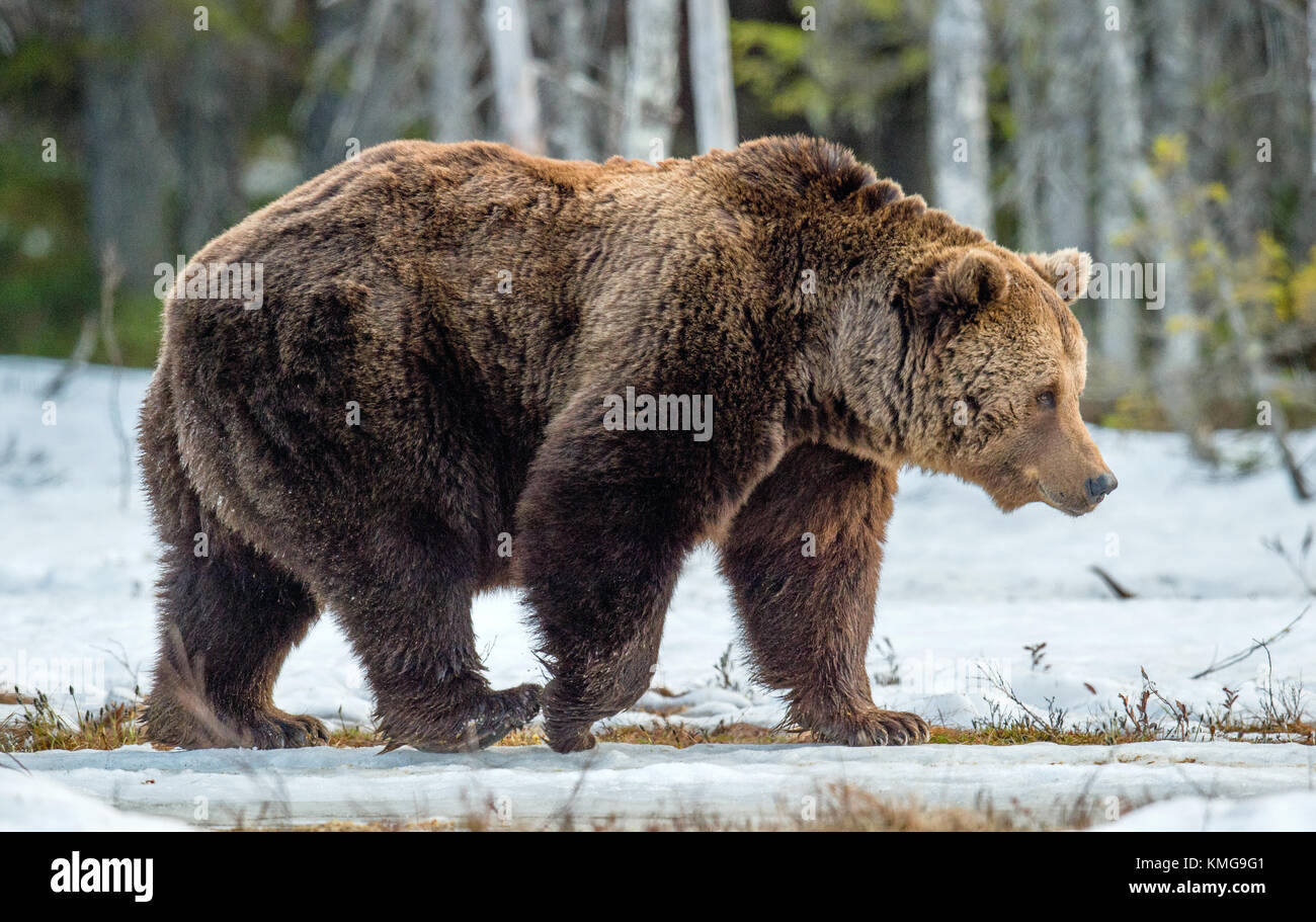 Close up portrait of adult male Brown Bear on a snow-covered swamp in the spring forest. Eurasian brown bear  (Ursus arctos arctos) Stock Photo