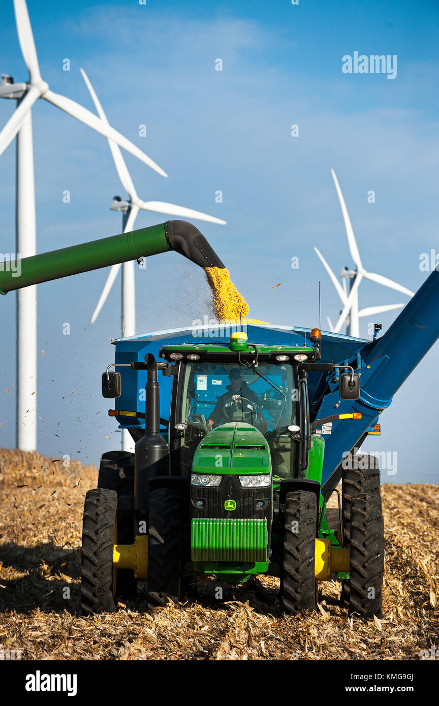 COMBINE LOADING CORN INTO HOPPER WITH VIEW OF WINDMILLS ON A FAMILY FARM NEAR GRAND MEADOW