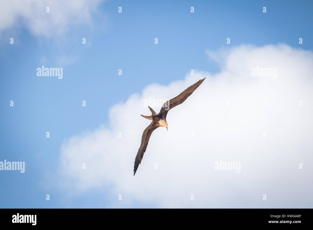Magnificent bird of paradise hi-res stock photography and images - Alamy