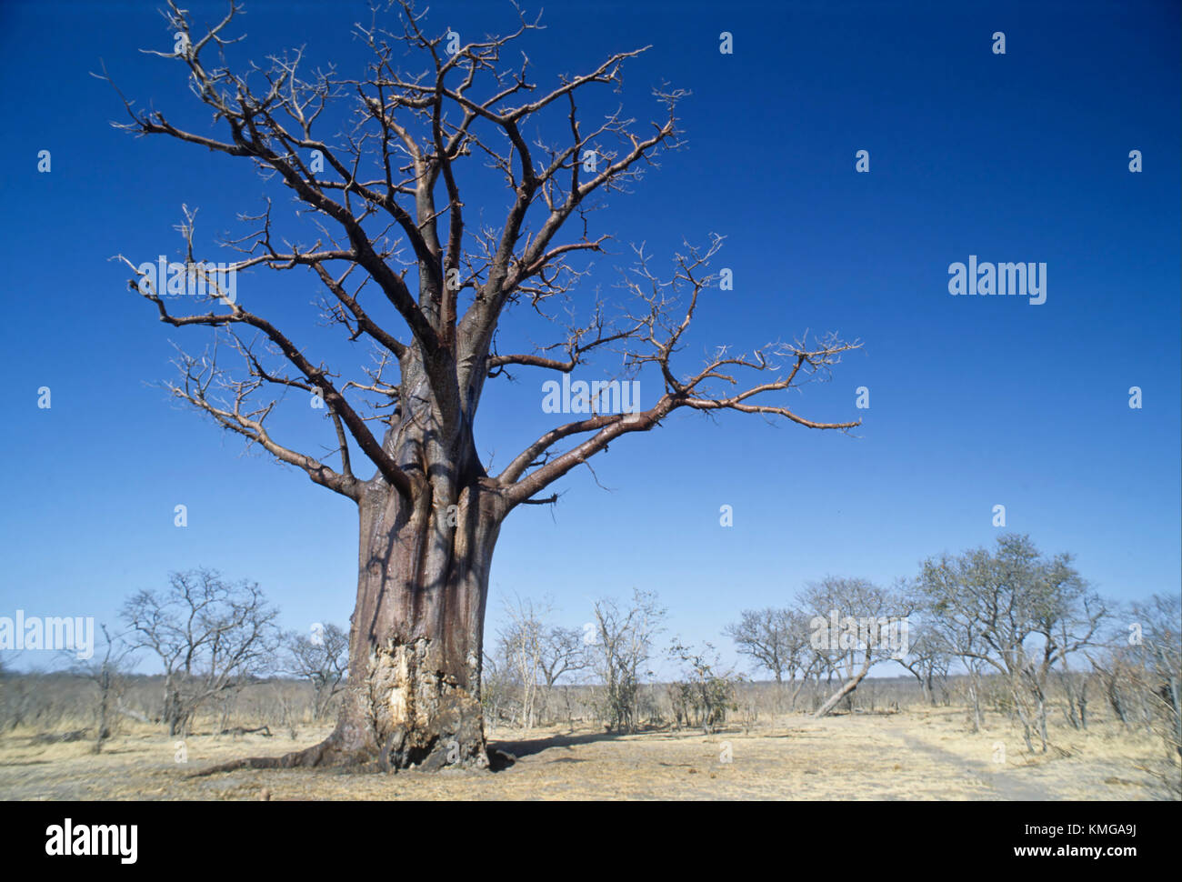 the baobab tree typical of Africa taken in zimbabwe Stock Photo Alamy