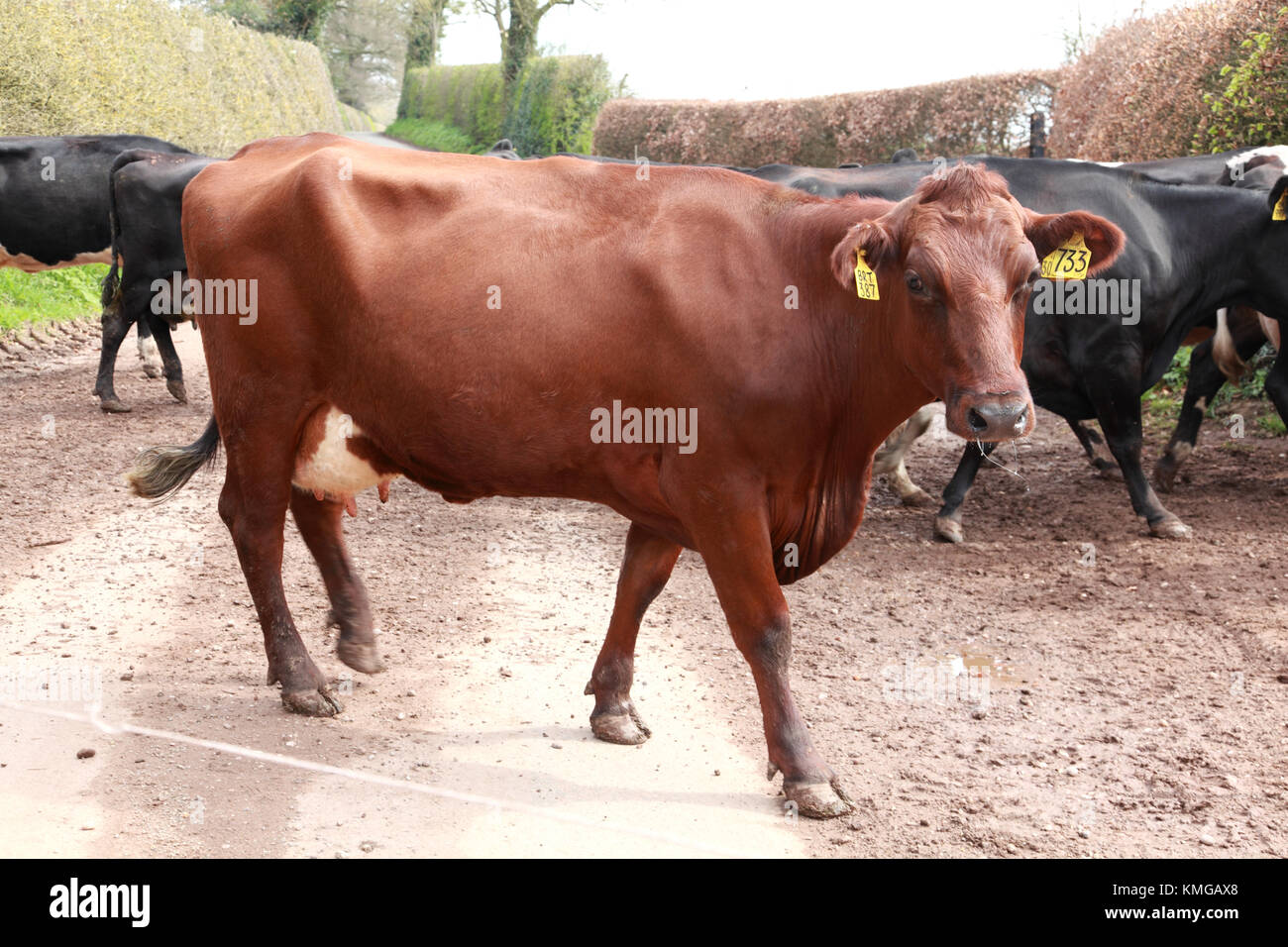 A brown dairy cow in a herd of cows crossing a country lane in order to be milked Stock Photo