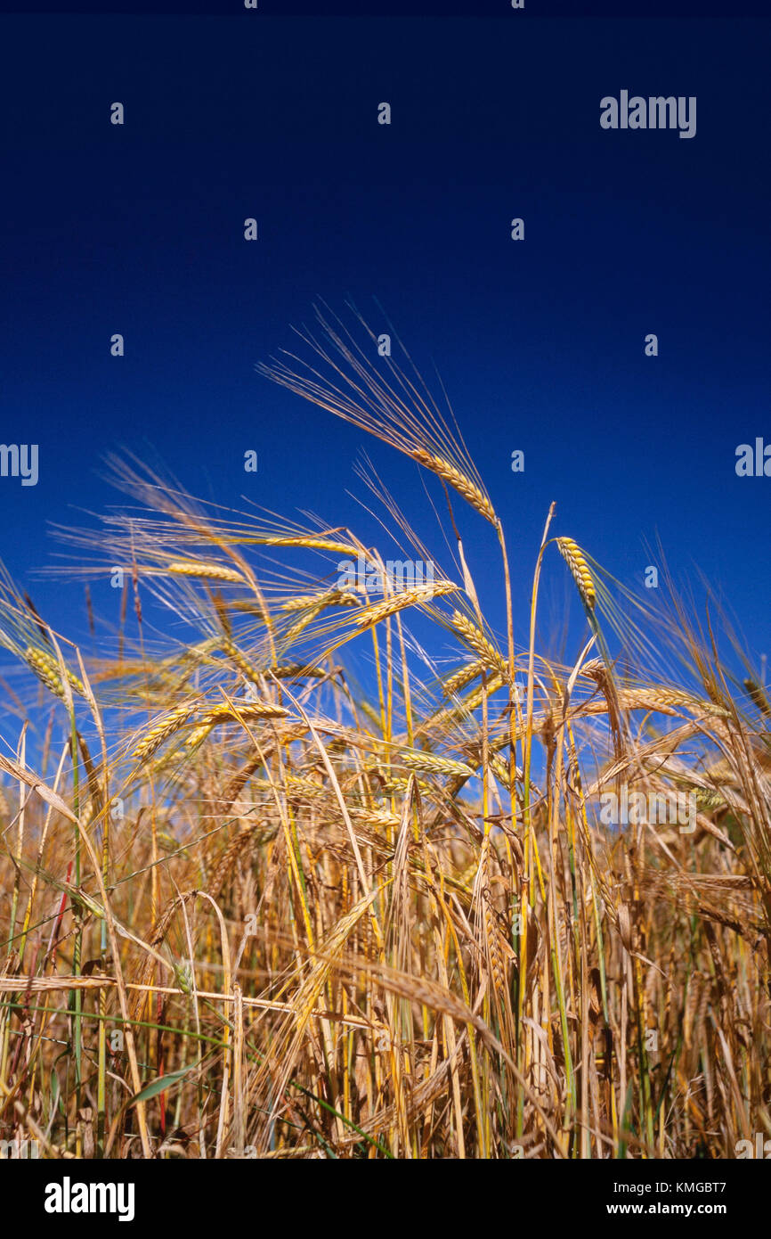 Ripened barley ready for harvest, bright sun deep blue sky. Barley (Hordeum vulgare) a member of the grass family. Stock Photo
