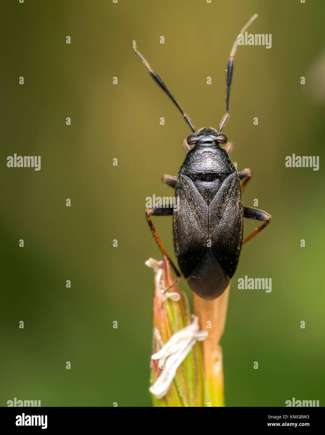 Mirid Bug (Capsus ater) on the top of a grass stem. Thurles, Tipperary, Ireland. Stock Photo