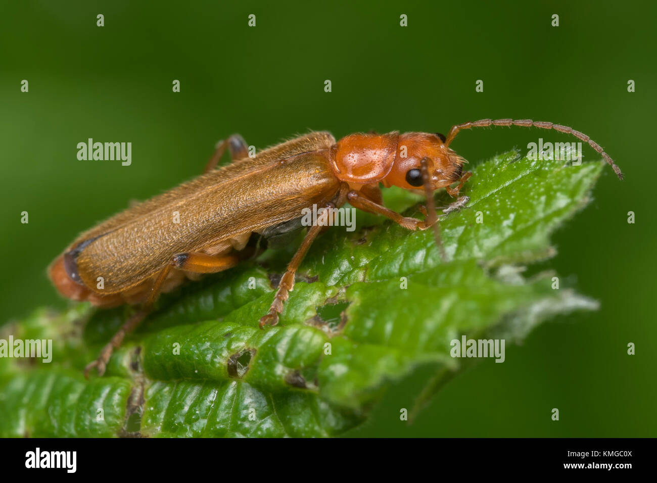 Soldier beetle (Cantharis sp.) resting on bramble leaf in woodland ...