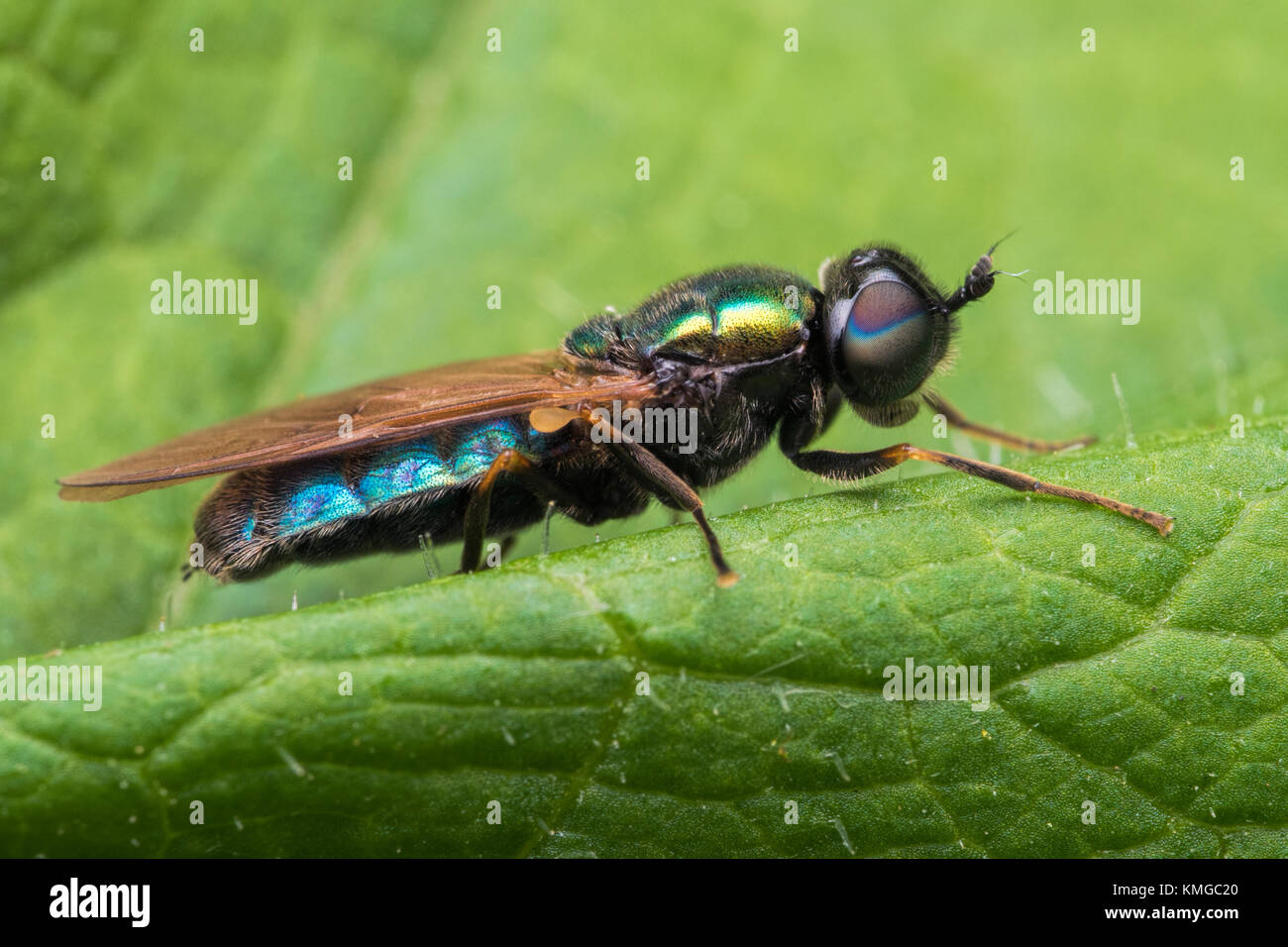 Broad Centurian soldierfly (Chloromyia formosa) at rest on a nettle leaf. Cahir, Tipperary, Ireland. Stock Photo