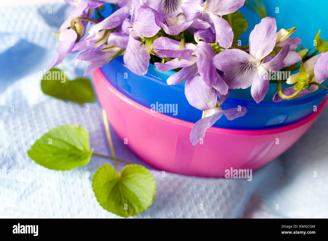 Common Dog Violet - Viola riviniana - spring flower in a decorative bowl - aromatic home decor - aromatherapy Stock Photo