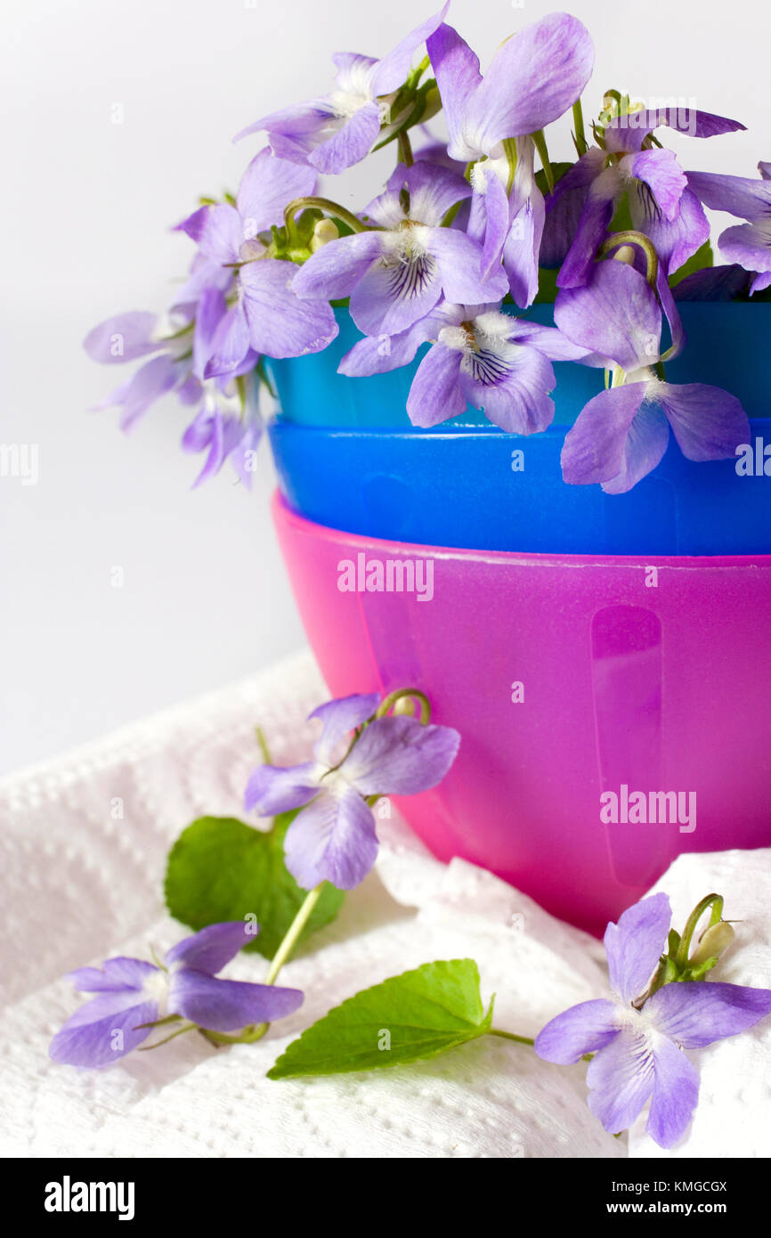 Common Dog Violet - Viola riviniana - spring flower in a decorative bowl - aromatic home decor - aromatherapy Stock Photo