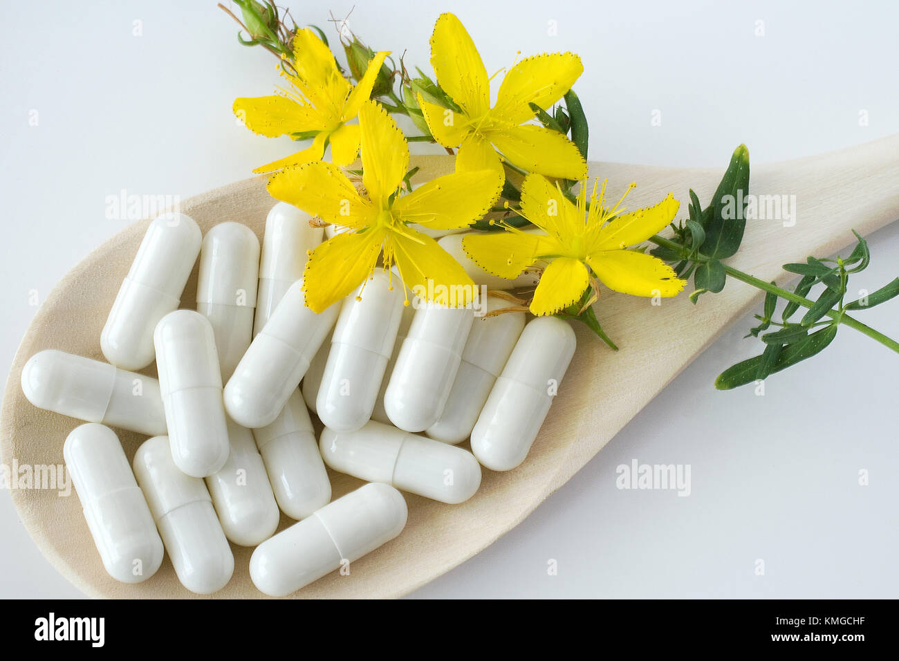 common St. John's wort fresh plant hypericum perforatum natural