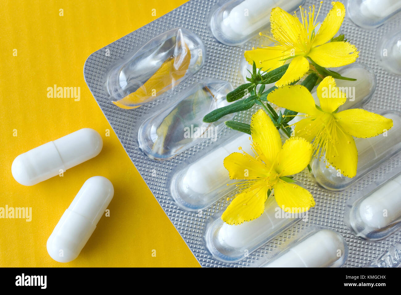 common St. John's wort fresh plant hypericum perforatum natural