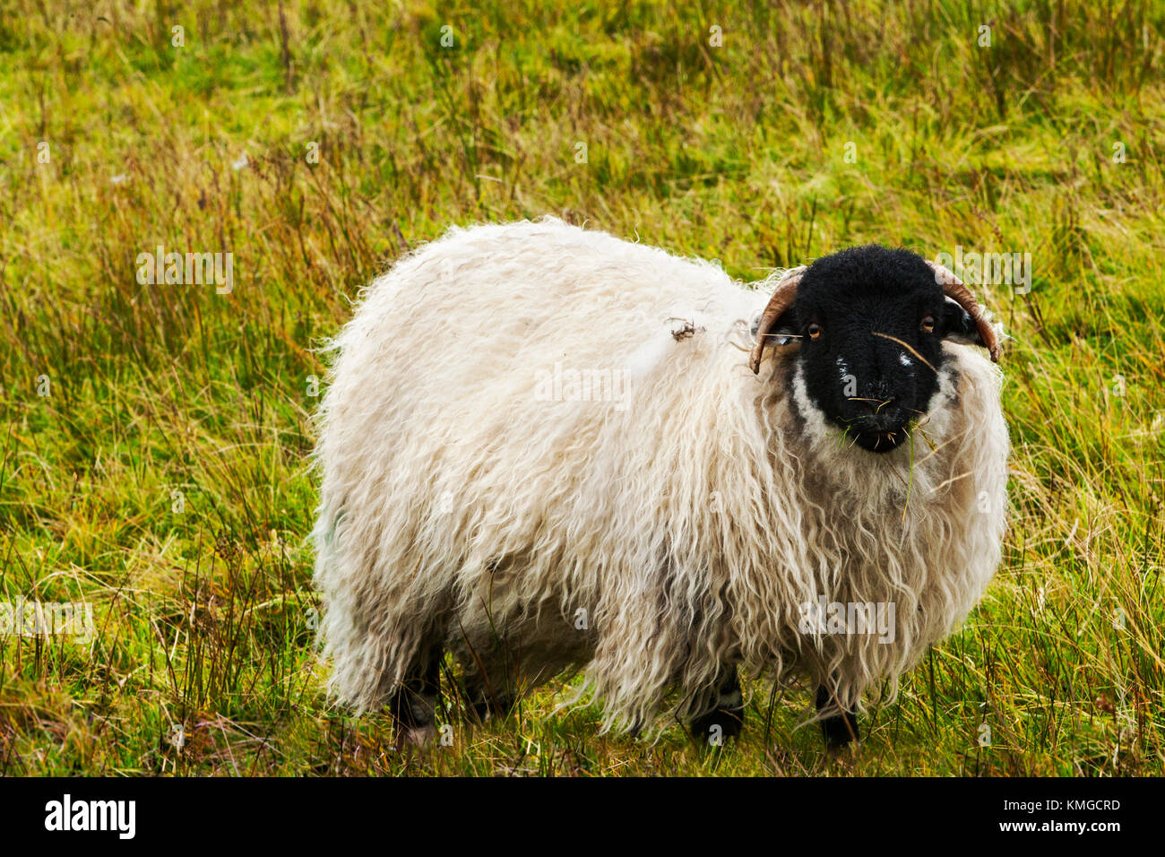 Black faced Sheep grazing on moorland grass Nidderdale North Yorkshire. Stock Photo