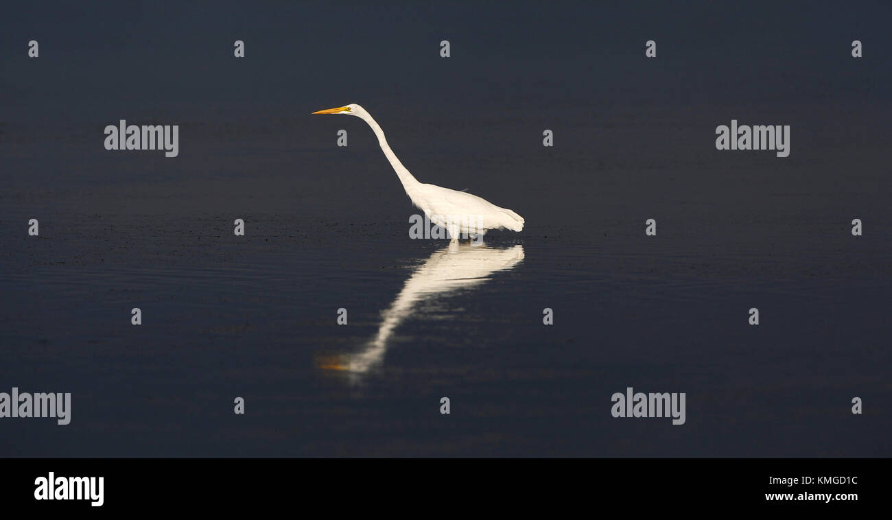 ST. PETERSBURG, FLORIDA: A great white egret at low tide on Tampa Bay at Fort Desoto Park in St. Petersburg, Florida. Photo by Matt May Stock Photo