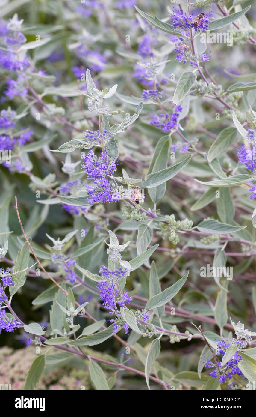 Caryopteris x clandonensis 'Heavenly Blue' flowers. Stock Photo