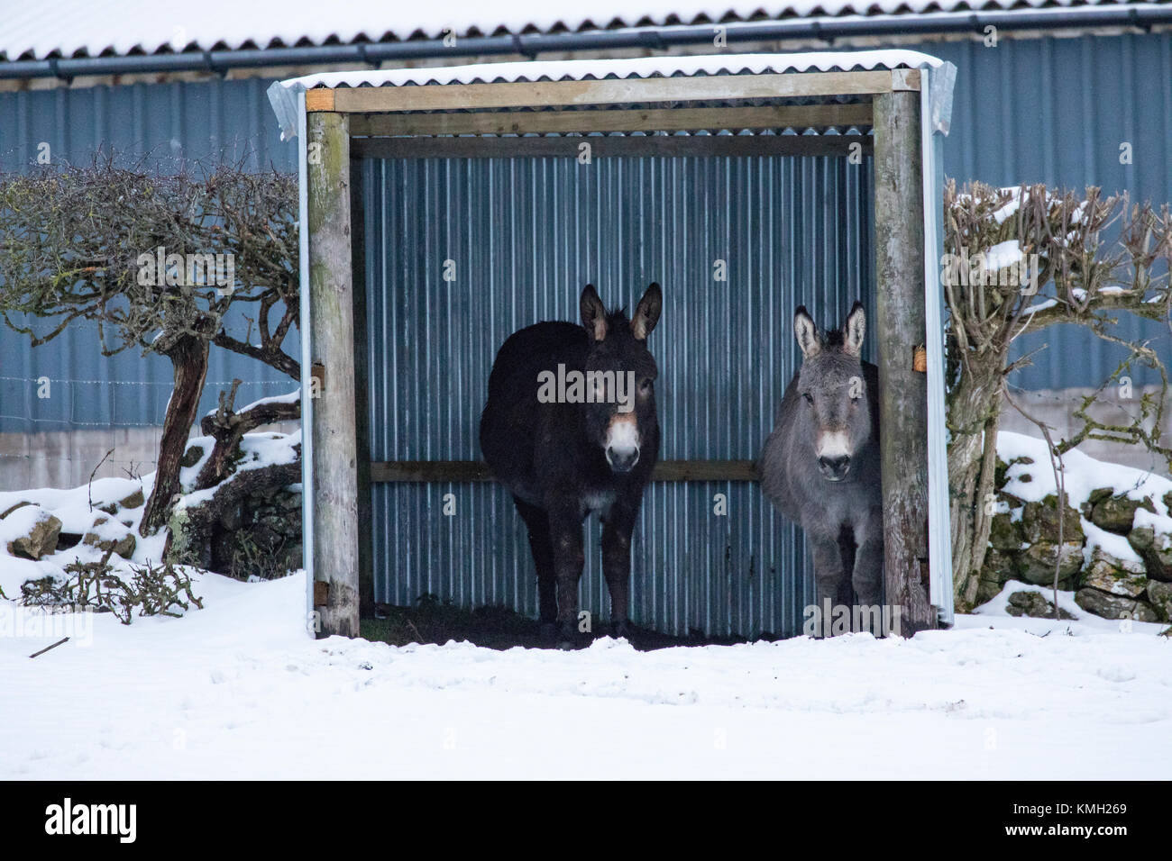 Donkeys seeking shelter side by side fro the snow and freezing