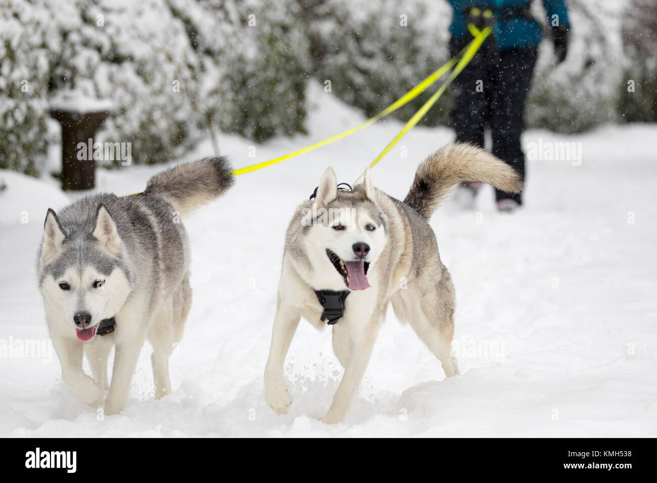 Husky leads 2025