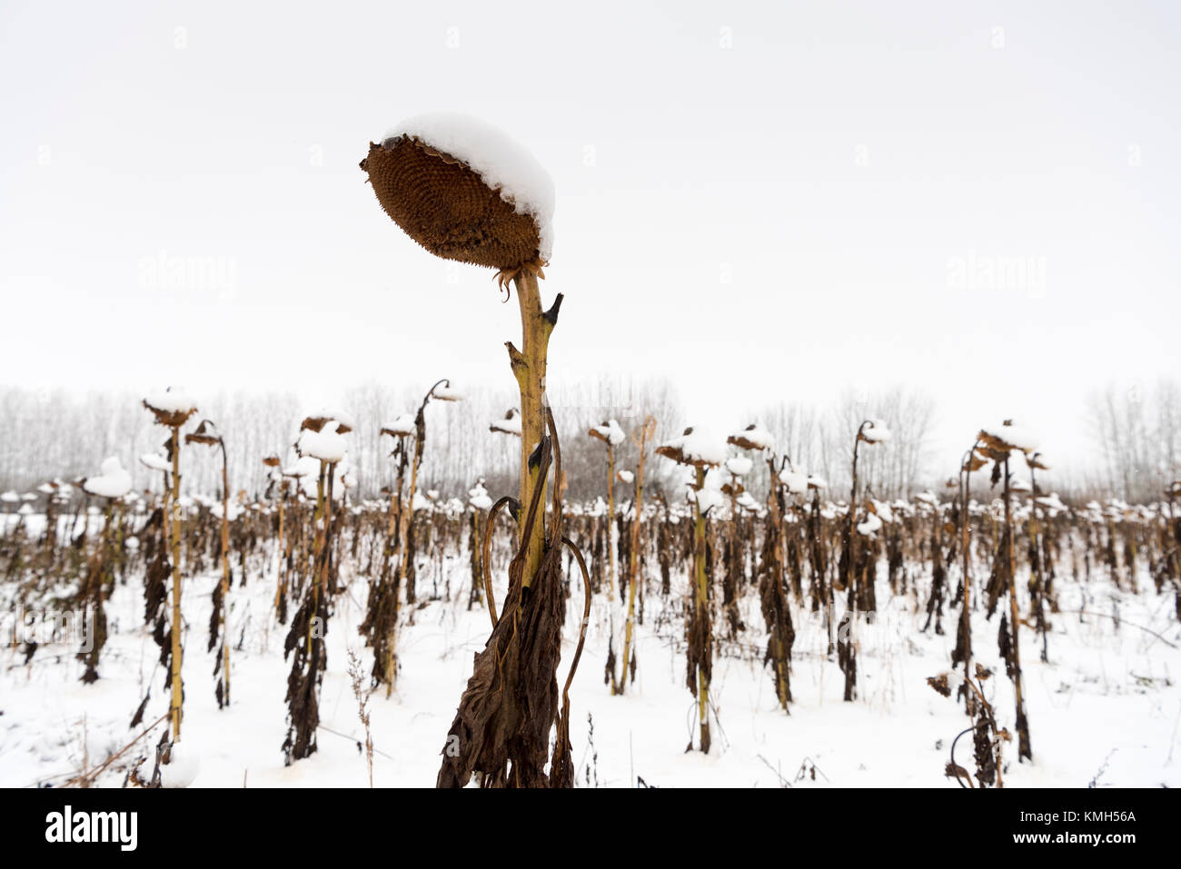 Willingham, Cambridgeshire UK 10th December 2017.  Snow covers sunflowers on a farm in the Cambridgeshire Fens creating an unusual picturesque winter scene. Temperatures fell to one degree centigrade as winter weather hit East Anglia and many other parts of the UK today. Credit Julian Eales/Alamy Live News Stock Photo