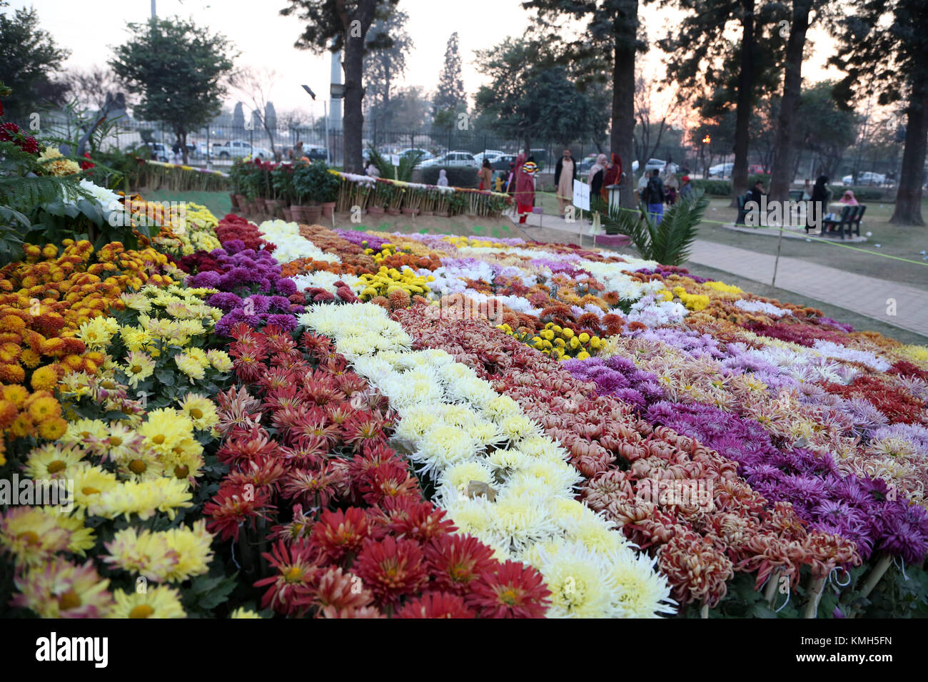 Rawalpindi. 10th Dec, 2017. Photo taken on Dec. 10, 2017 shows blooming