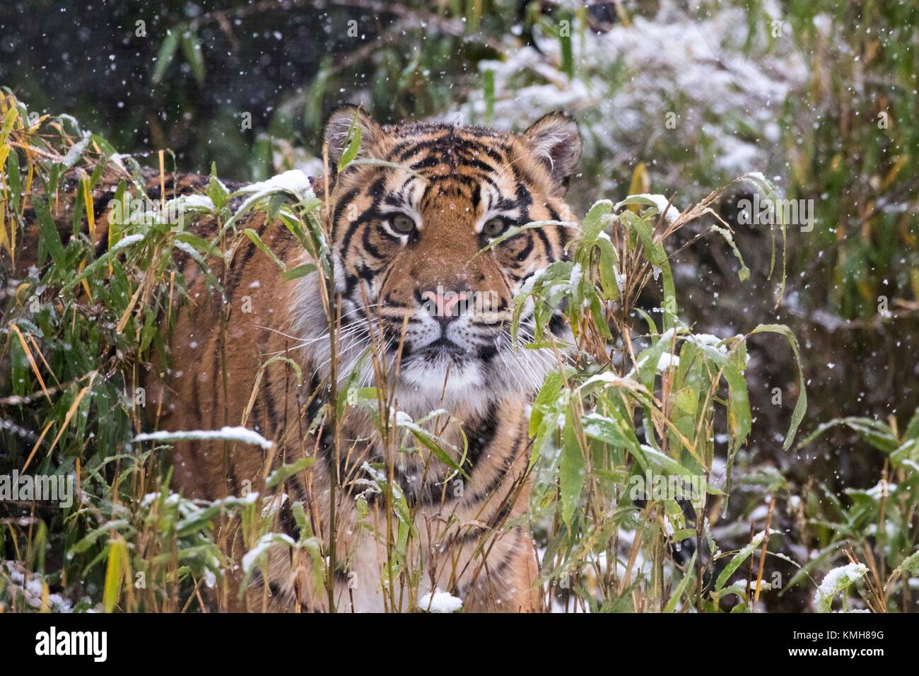 London, UK. 10th Dec, 2017. Sumatran tiger Achilles stands in the snow at ZSL (Zoological Society of London) London Zoo in London, Britain on Dec. 10, 2017. Credit: ZSL London Zoo/Xinhua/Alamy Live News Stock Photo