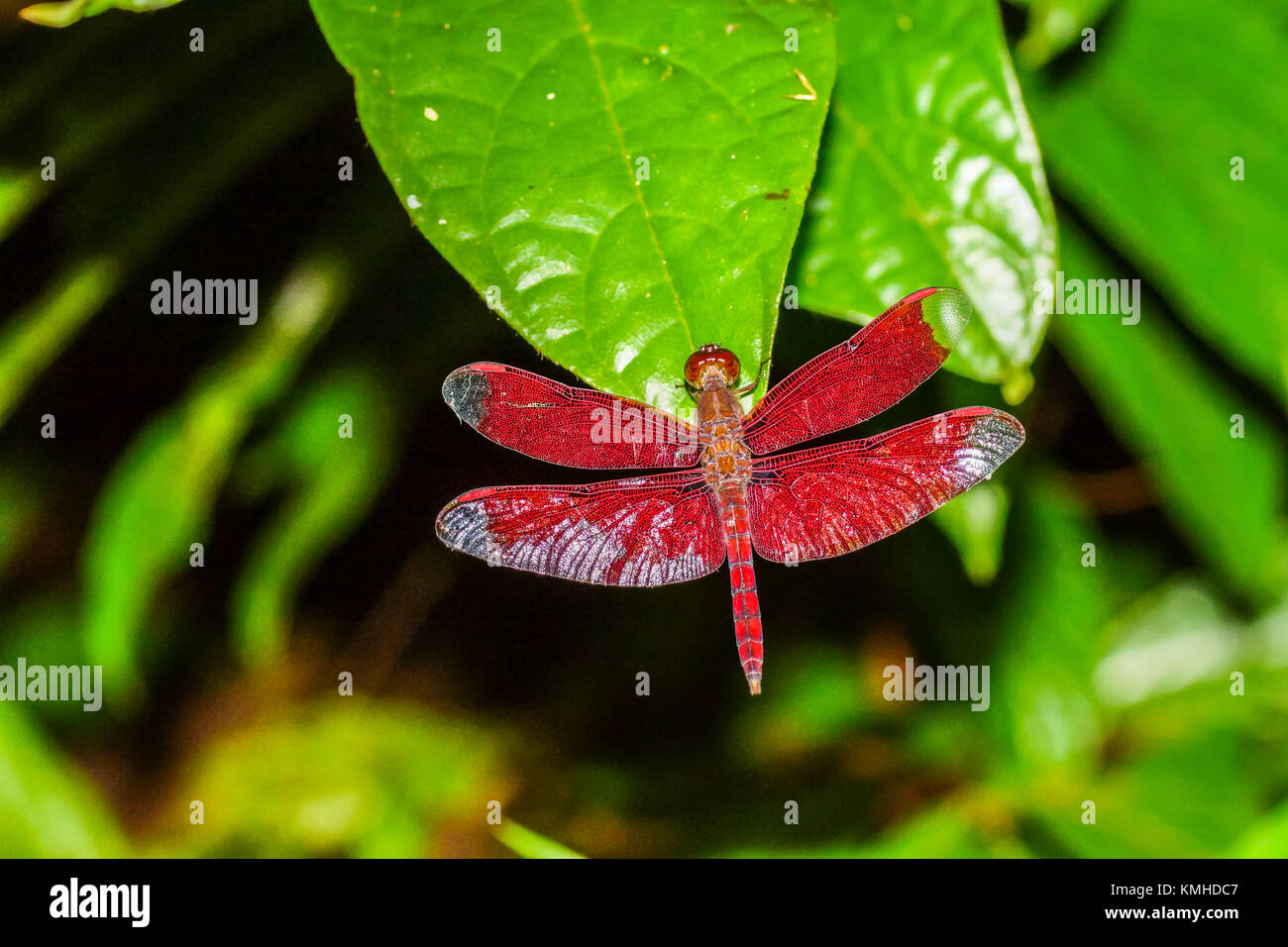Red dragonfly holding on green leaf Stock Photo - Alamy
