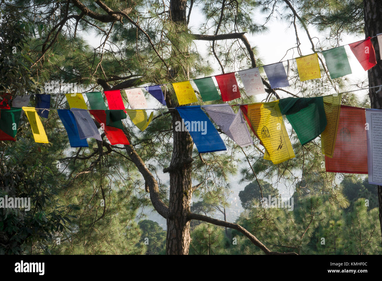 Prayer flags hanging in the trees hires stock photography and images