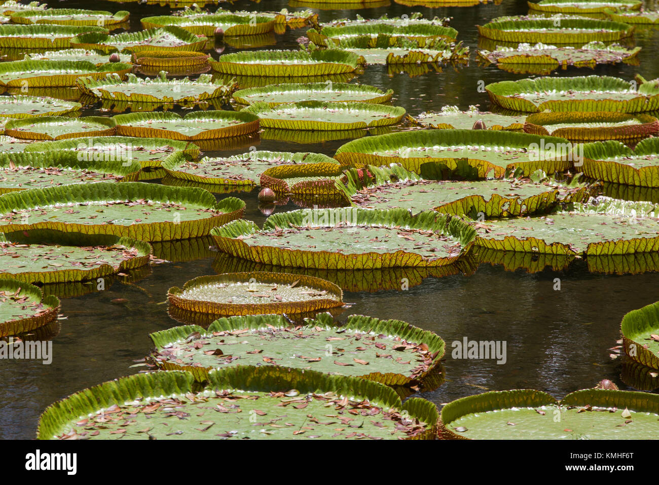 Giant water lilies in the Botanical Garden in Pamplemousses in Mauritius, Africa. Stock Photo