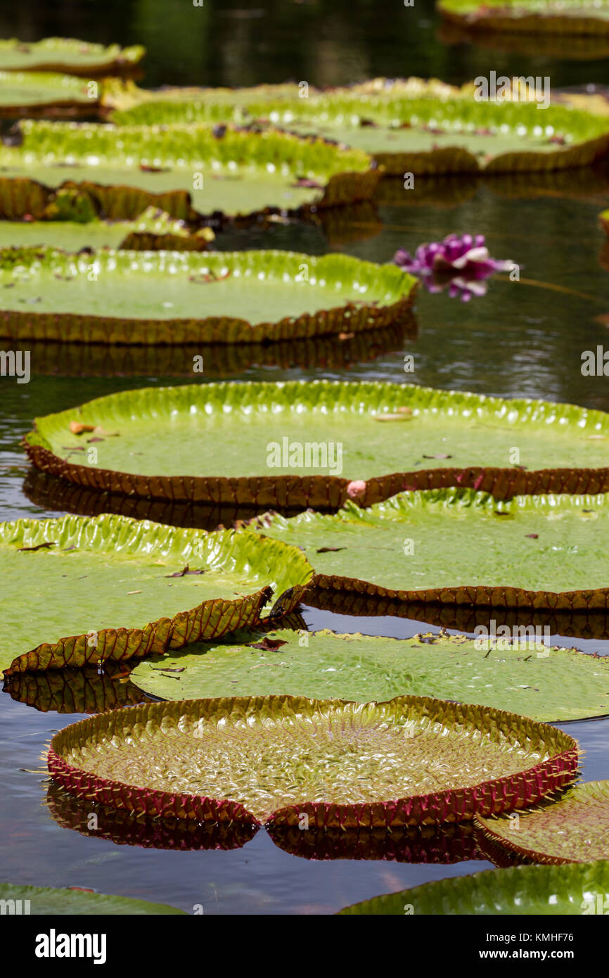 Giant water lilies in the Botanical Garden in Pamplemousses in Mauritius, Africa. Stock Photo