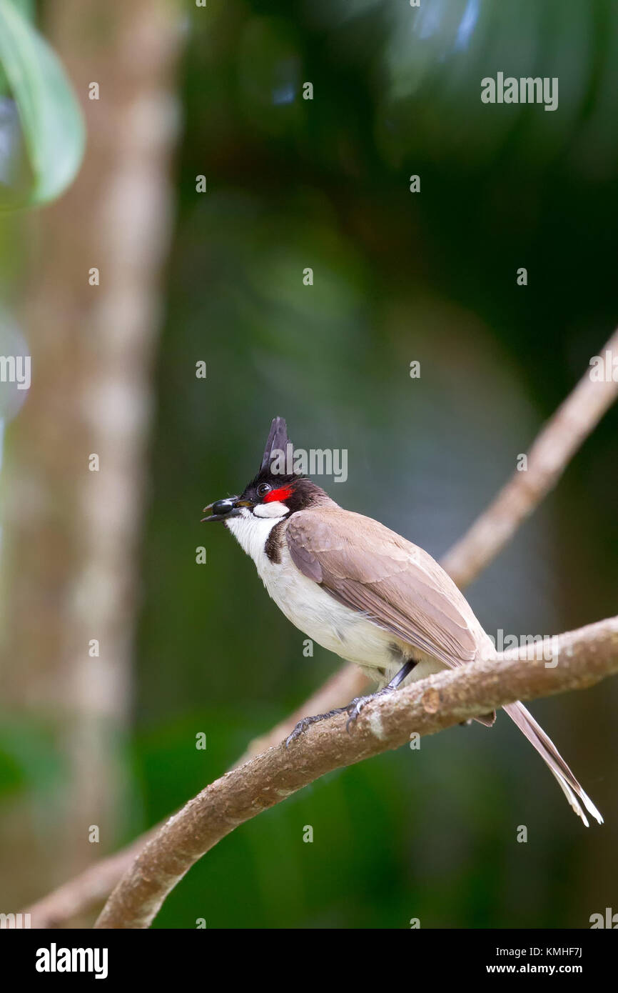 Red-whiskered Bulbul (Pycnonotus jocosus) in the Botanical Garden in Pamplemousses in Mauritius, Africa. Stock Photo
