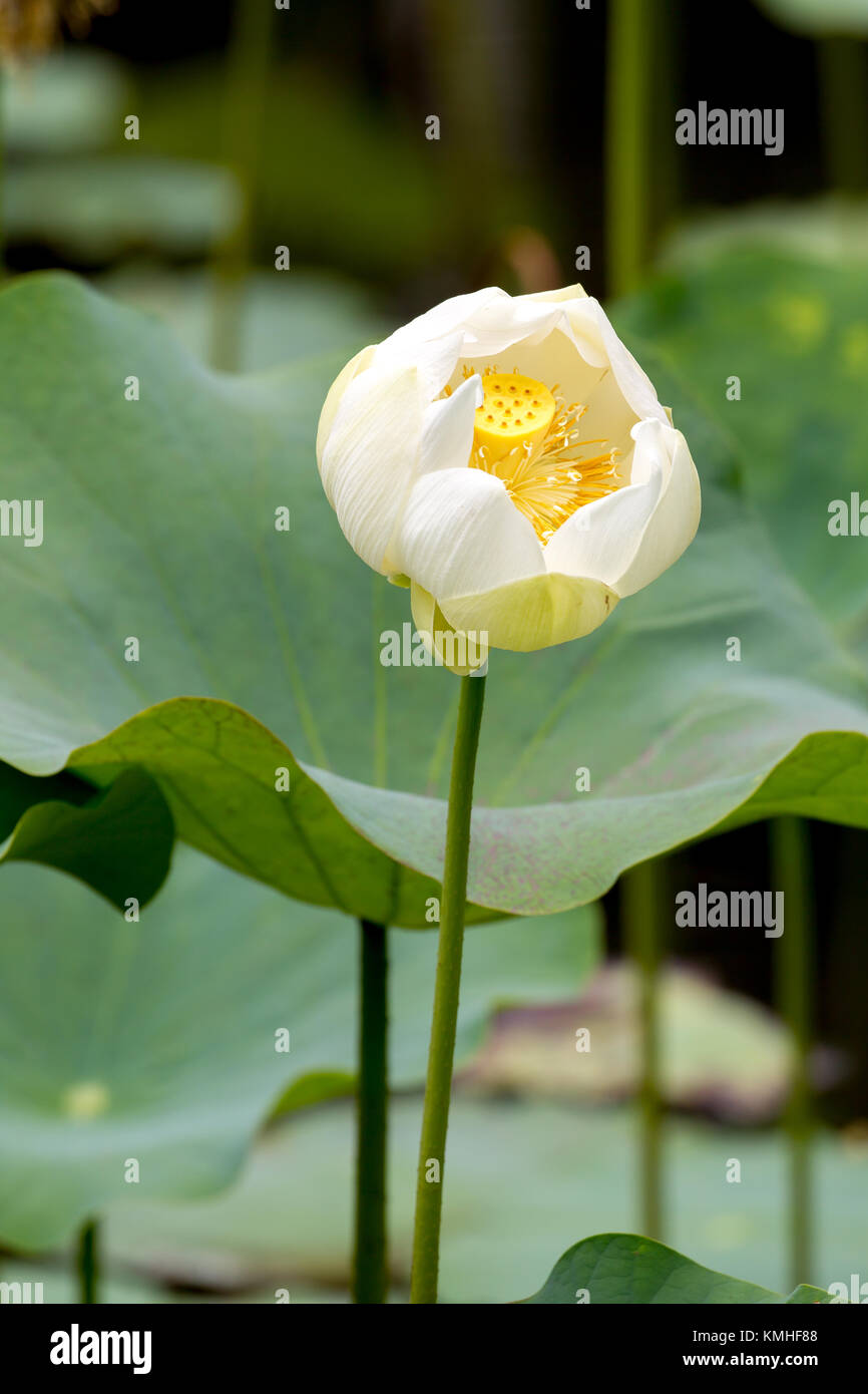 Indian Lotus (Nelumbo nucifera) in the Botanical Garden in Pamplemousses in Mauritius, Africa. Stock Photo