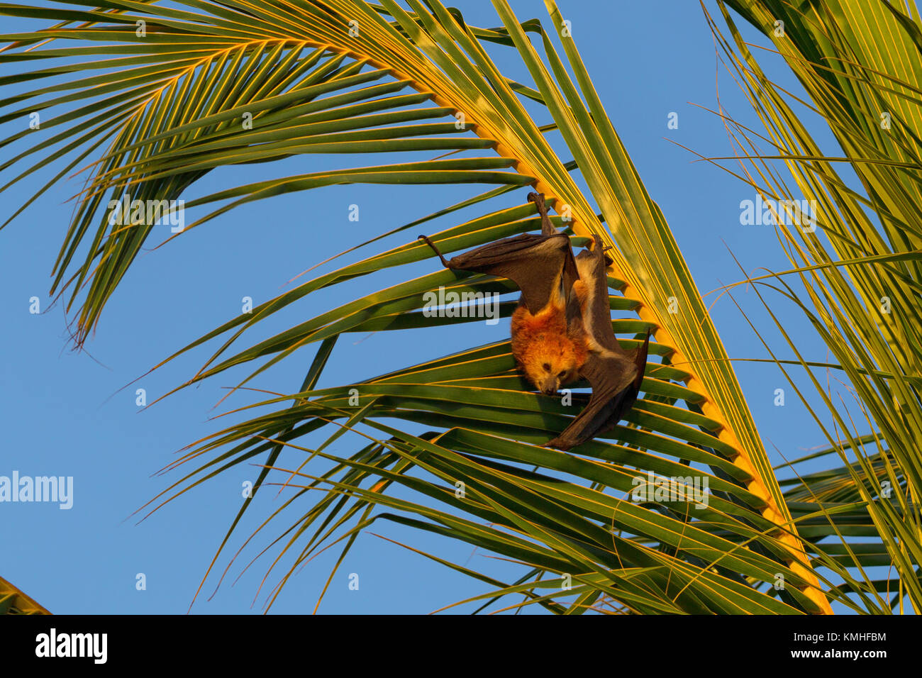 Mauritian flying fox (Pteropus niger) sitting in a palm tree near Le Morne in Mauritius, Africa. Stock Photo