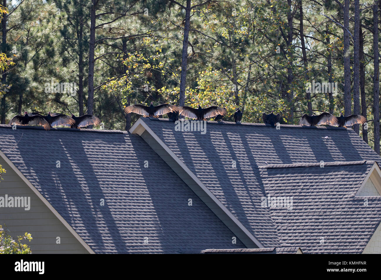 Turkey buzzards sunning and preening themselves on the roofline of a house. Stock Photo