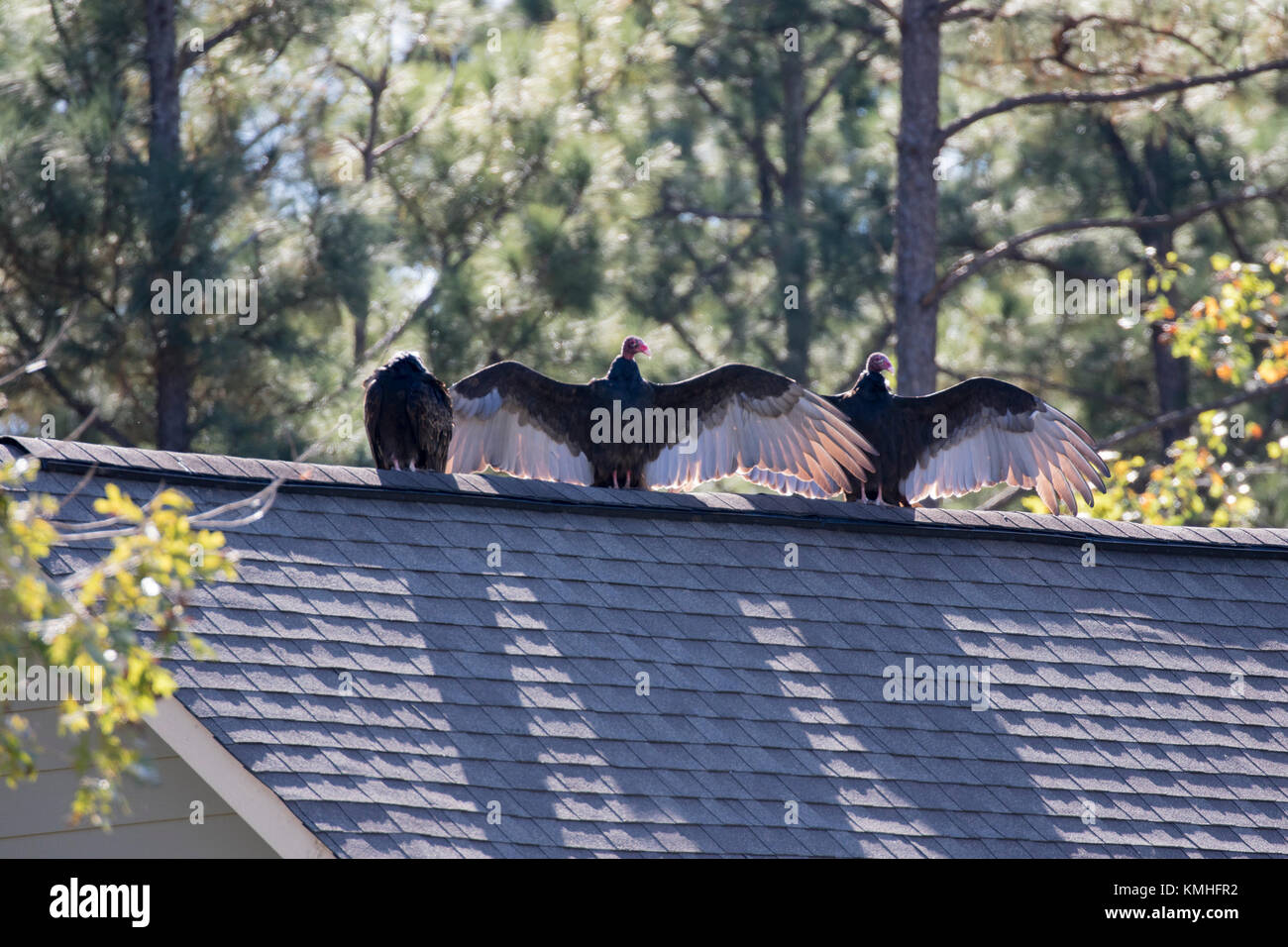 Turkey buzzards sunning and preening themselves on the roofline of a house. Stock Photo