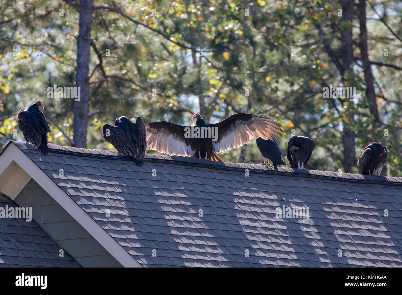 Turkey Buzzards Sunning And Preening Themselves On The Roofline Of A Stock Photo Alamy